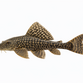 Plecostomus - Hypostomus plecostomus
