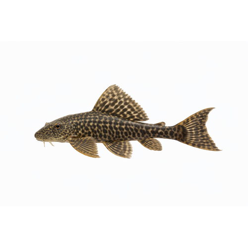 Plecostomus - Hypostomus plecostomus
