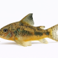 Plettet Pansermalle - Corydoras paleatus