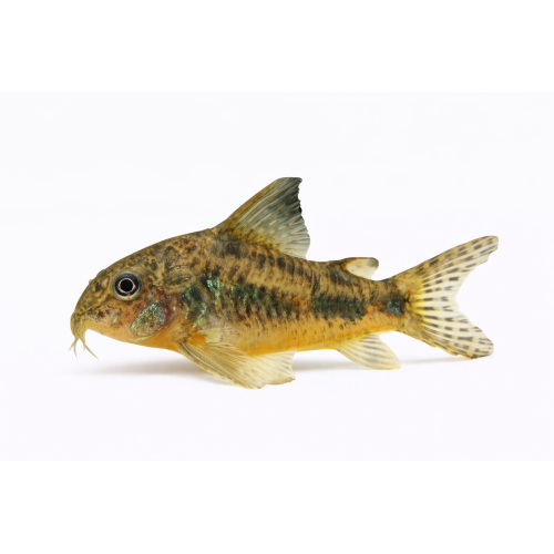 Plettet Pansermalle - Corydoras paleatus