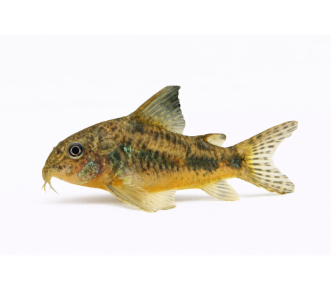 Plettet Pansermalle - Corydoras paleatus