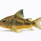 Plettet Pansermalle - Corydoras paleatus