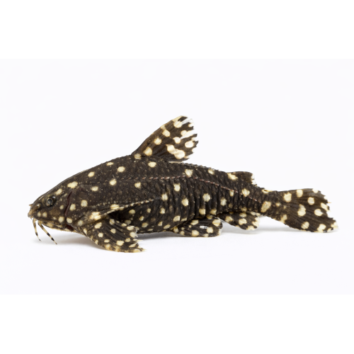 Plettet torn / Chokolade malle - Agamyxis albomaculatus