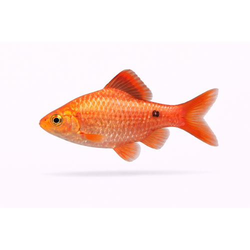 Pragt Barbe - Pethia conchonius / Puntius conchonius