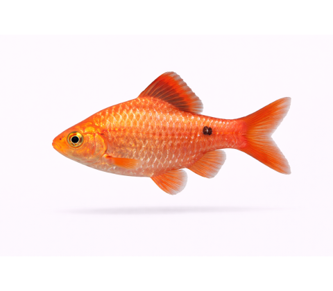 Pragt Barbe - Pethia conchonius / Puntius conchonius