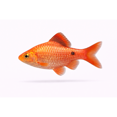 Pragt Barbe - Pethia conchonius / Puntius conchonius