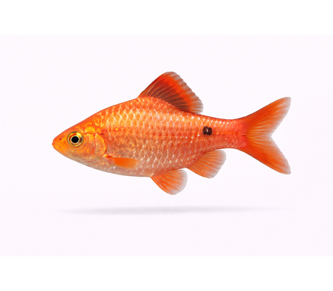 Pragt Barbe - Pethia conchonius / Puntius conchonius
