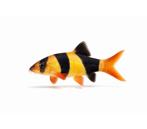 Pragtsmerling / Clown Loach - Botia macracanthus