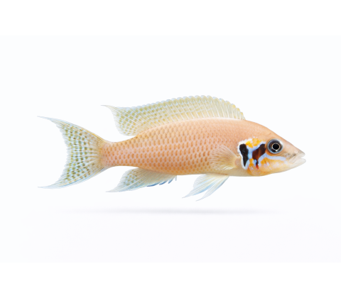 Prinsessen fra Burundi - Neolamprologus brichardi