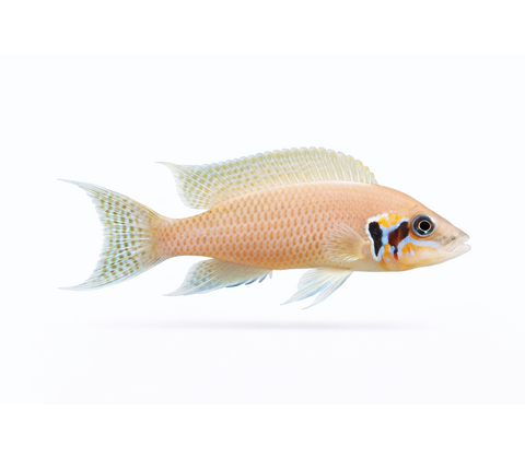 Prinsessen af Burundi - Neolamprologus brichardi