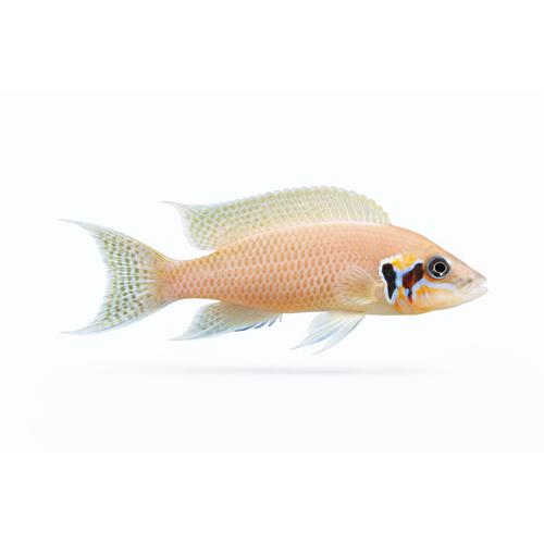 Prinsessen af Burundi - Neolamprologus brichardi