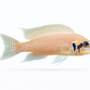 Prinsessen af Burundi - Neolamprologus brichardi