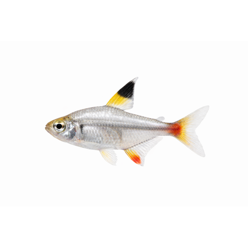 Pristella Tetra - Pristella maxillaris