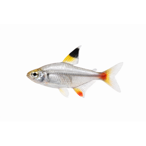 Pristella Tetra - Pristella maxillaris