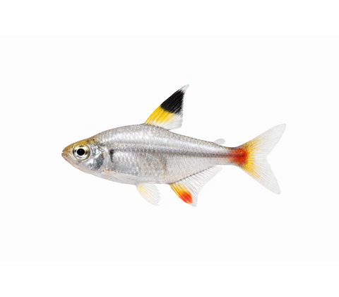 Pristella Tetra - Pristella maxillaris