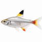 Pristella Tetra - Pristella maxillaris