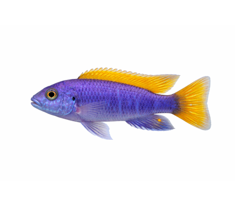 PS. Acei - Pseudotropheus acei