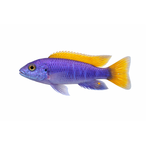 PS. Acei - Pseudotropheus acei