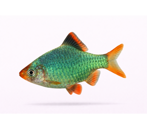 Fosfor Siam Barbe / Grøn Tiger Barbe - Puntigrus tetrazona “Green” / Puntius tetrazona