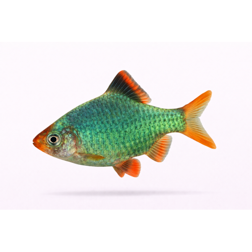 Fosfor Siam Barbe / Grøn Tiger Barbe - Puntigrus tetrazona “Green” / Puntius tetrazona