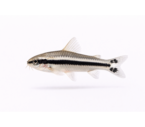 Pygmæ Pansermalle - Corydoras pygmaeus