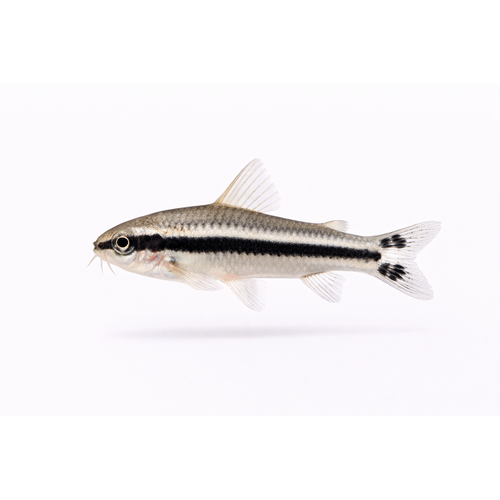 Pygmæ Pansermalle - Corydoras pygmaeus