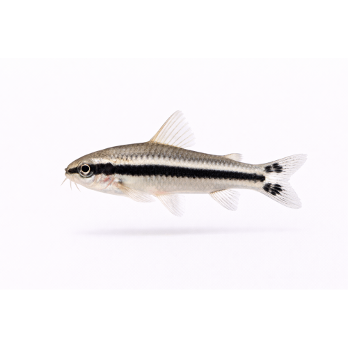 Pygmæ Pansermalle - Corydoras pygmaeus