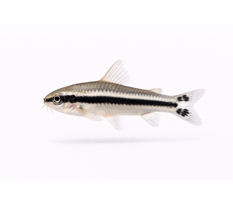 Pygmæ Pansermalle - Corydoras pygmaeus