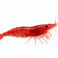 Red Cherry Rejer - Neocaridina davidi