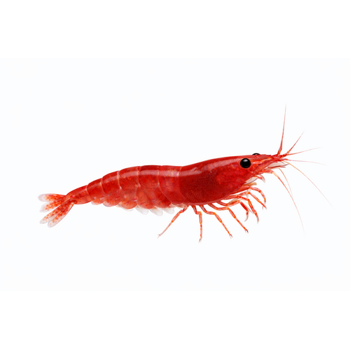 Red Cherry Reje - Neocaridina davidi