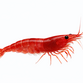 Red Cherry Reje - Neocaridina davidi