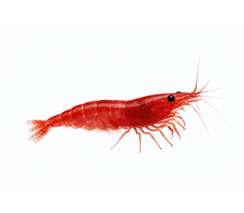 Red Cherry Rejer - Neocaridina davidi