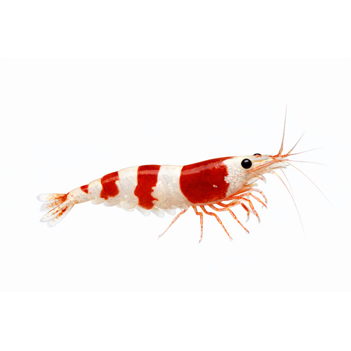 Red Crystal Reje - Caridina cantonensis “Red Crystal”