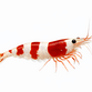 Red Crystal Reje - Caridina cantonensis “Red Crystal”