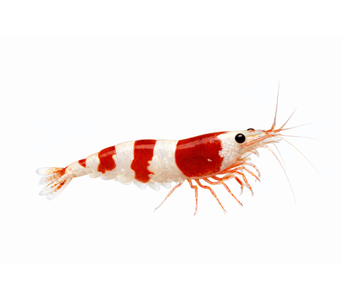 Red Crystal Rejer - Caridina cantonensis “Crystal Red”