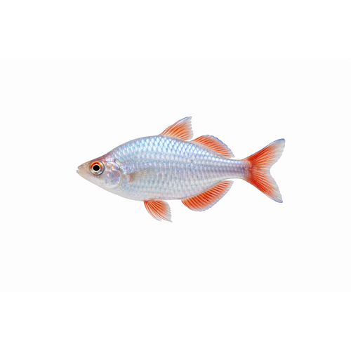 Neon Regnbuefisk - Melanotaenia praecox