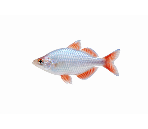 Neon Regnbuefisk - Melanotaenia praecox