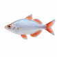 Neon Regnbuefisk - Melanotaenia praecox