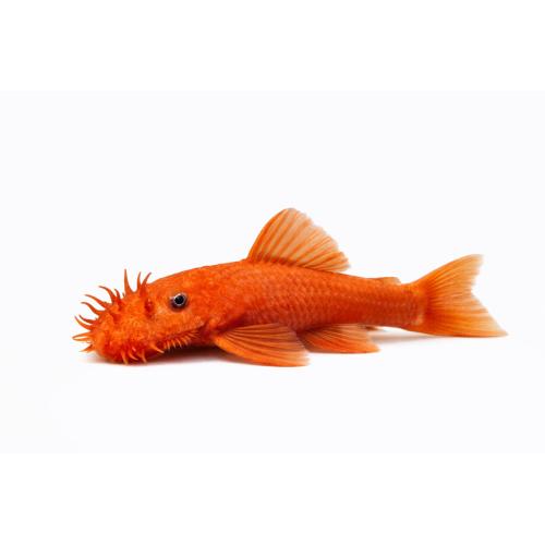 Rød Ancistrus Malle - Ancistrus sp. “Red”