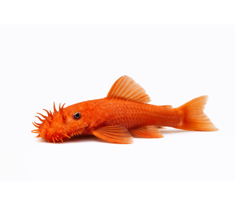 Rød Ancistrus Malle - Ancistrus sp. “Red”