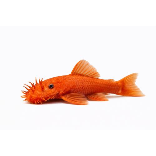 Rød Ancistrus - Ancistrus sp. “Red”