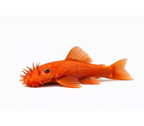 Rød Ancistrus - Ancistrus sp. “Red”