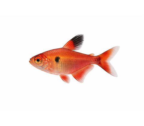 Rød Fantom Tetra - Hyphessobrycon sweglesi