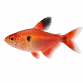 Rød Fantom Tetra - Hyphessobrycon sweglesi