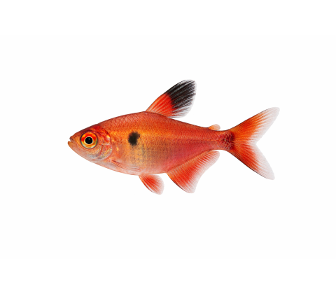 Rød Fantom Tetra - Hyphessobrycon sweglesi