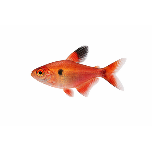 Rød Fantom Tetra - Hyphessobrycon sweglesi