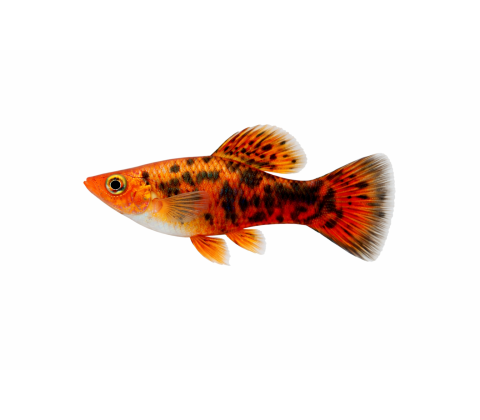 Rød Leopard Molly - Poecilia sphenops
