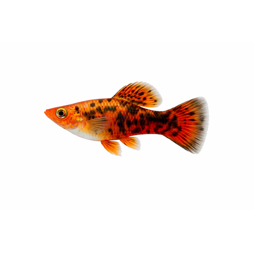 Rød Leopard Molly - Poecilia latipinna