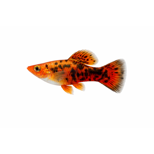 Rød Leopard Molly - Poecilia sphenops