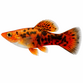 Rød Leopard Molly - Poecilia latipinna